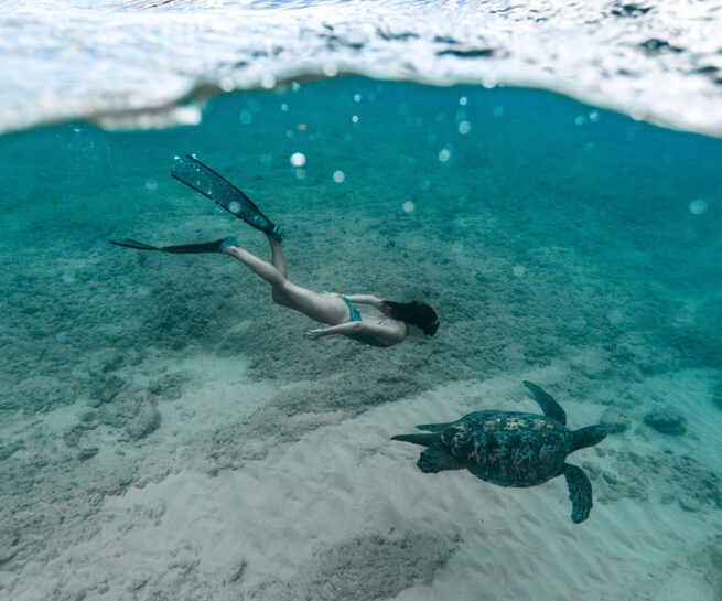 Clementine in Hawaii