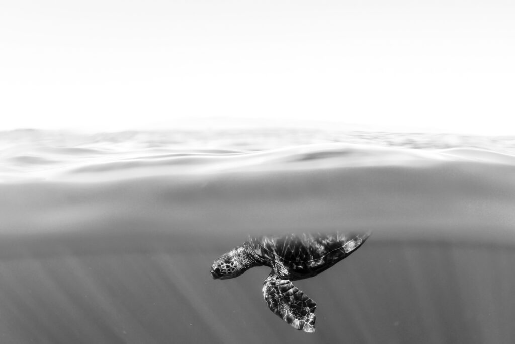 Project image 1
